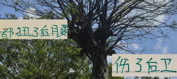 都扭腰伤了“卫” 北京国安靠柏杨硬来了波4连胜 车手错信阿马杜